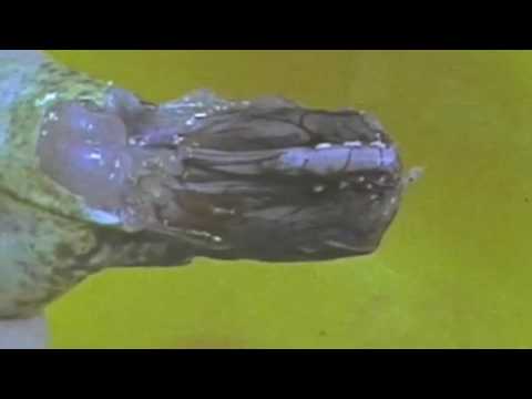 Youtube: Froschschenkelversuch nach Galvani
