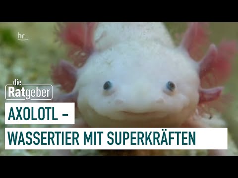 Youtube: Axolotl – Freundlicher Aquarienbewohner mit Superkräften | Ratgeber