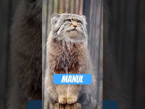 Youtube: Der Manul – flauschiger als dein Kissen, grantiger als dein Chef