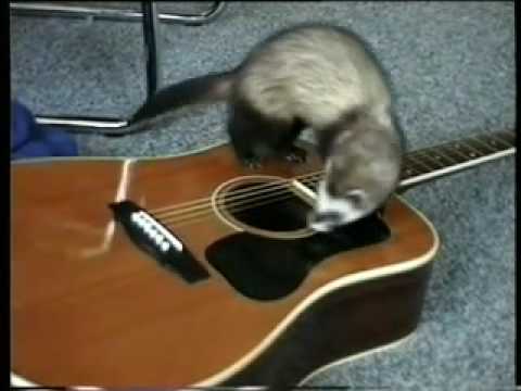 Youtube: Lemme In !!! (Ferret vs. Guitar)