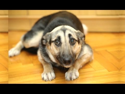 Youtube: Funny Dogs Who Don't Want To Take A Bath - Try Not To Laugh [BEST OF]