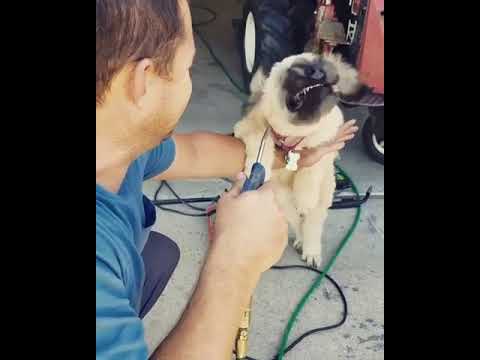 Youtube: Dog Attempts to Bite Air From Air Compressor - 990599