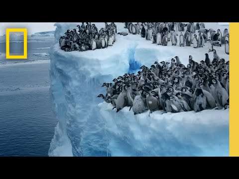 Youtube: Emperor penguin chicks jump off a 50-foot cliff in Antarctica NEVER-BEFORE-FILMED FOR TV | Nat Geo