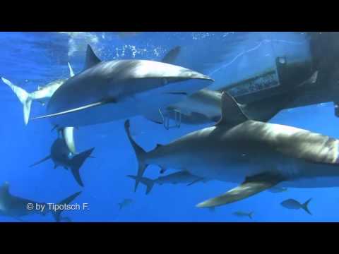 Youtube: Cuba Shark Diving! Tauchabenteuer Kuba, tauchen mit Haien im Naturpark Jardines de la Reina