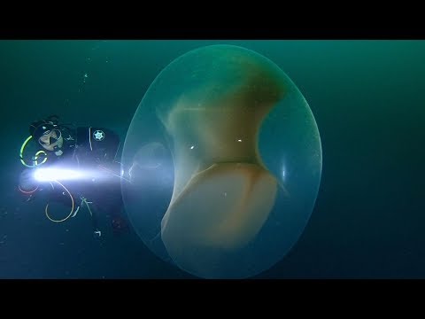 Youtube: Swimming Next To Giant Squid Egg