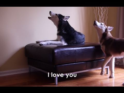 Youtube: 2 TALKING DOGS ARGUE - SUBTITLED! Mishka & Laika