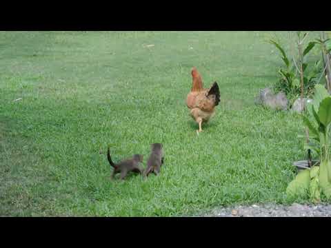Youtube: Otter pups checking out a chicken