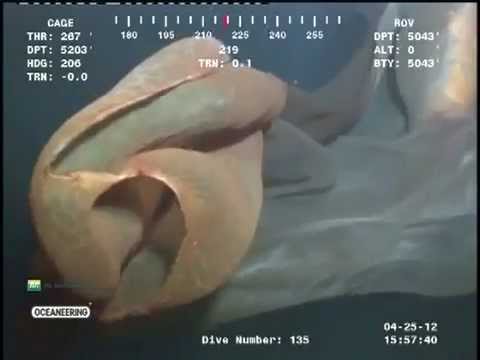 Youtube: Weird sea creature (Tiefseemonster zufällig gefilmt