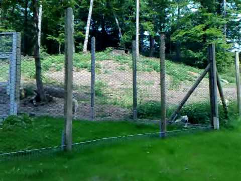 Youtube: Wolfspark Werner Freund: Bellender Wolf