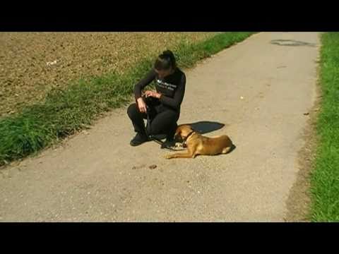 Youtube: unbedingt anschauen Mein Hund, der Allesfresser ! (Hundeerziehung, Hundeschule, Training, Hunde)