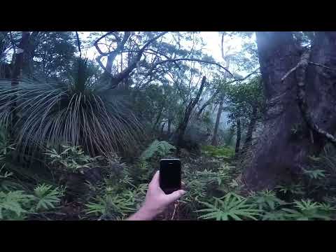 Youtube: Yowie Jumps Between Two Trees On Top Of The Mountain