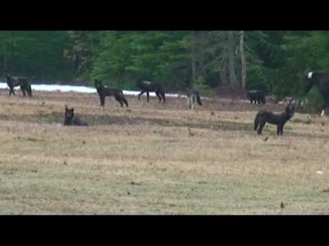 Youtube: Wolves & Horses