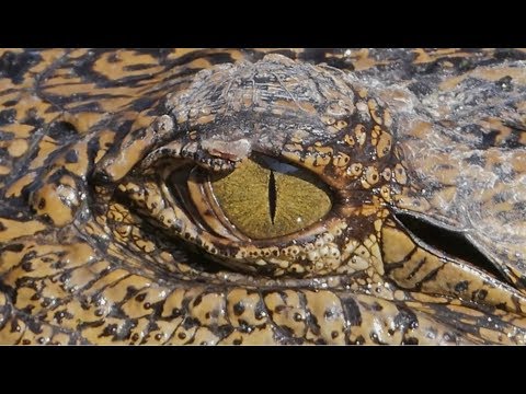 Youtube: Saxon – Predator (Official Video)