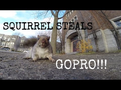 Youtube: A squirrel nabbed my GoPro and carried it up a tree (and then dropped it)