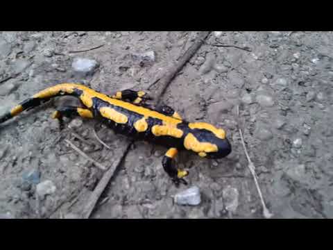 Youtube: Der wandernde Feuersalamander!