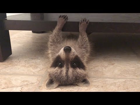 Youtube: I thought the internet should see this raccoon playing