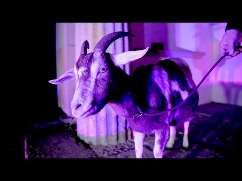 Youtube: Antilopen Gang - Das Trojanische Pferd
