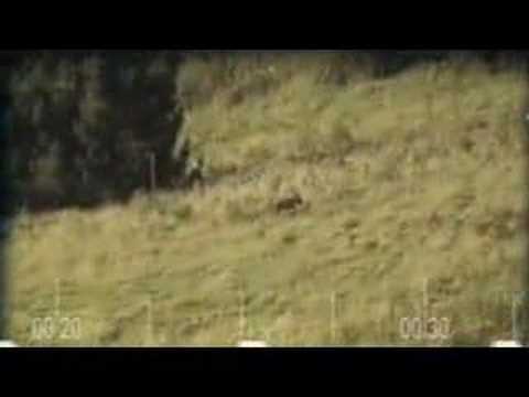 Youtube: supossed tasmanian tiger (thylacine)