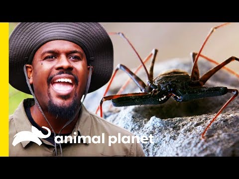 Youtube: The Tailless Whip Scorpion Is A Lethal Ambush Predator! | Little Giants