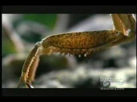 Youtube: Mantis slays Mouse