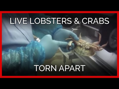Youtube: Exposé: Live Lobsters, Crabs Torn Apart