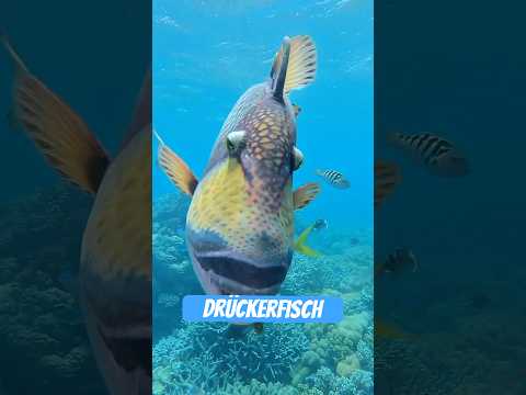 Youtube: Drückerfisch: Der aggressive Regenbogen unter Wasser