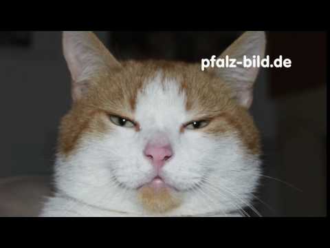 Youtube: Hoer Bild - Katzenjammer - Zwei Katzen fauchen sich an !