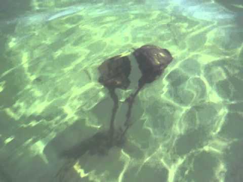 Youtube: Strange Underwater Creature