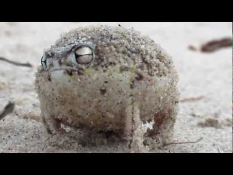Youtube: süßester Frosch der Welt - Kurzkopffrosch aus Südafrika!!