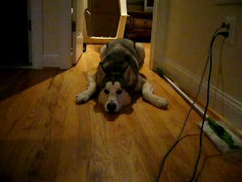 Youtube: Talking Malamute