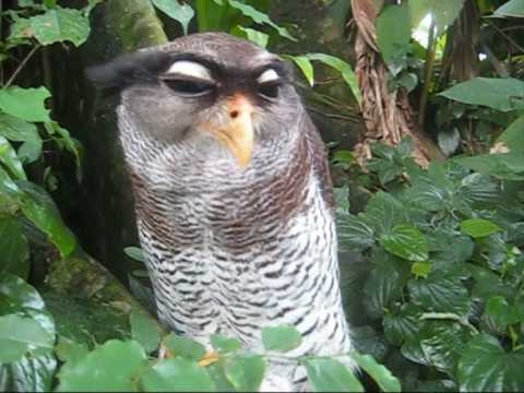 Youtube: Malay Eagle Owl - Kitty