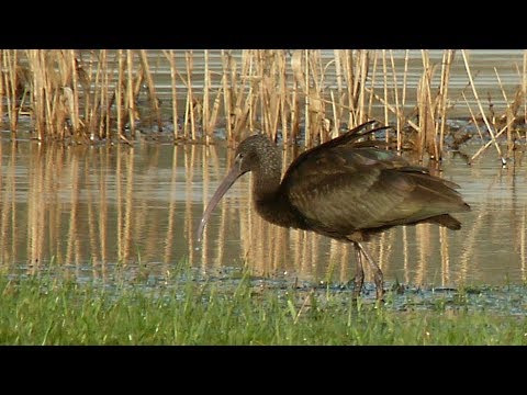 Youtube: Ein Sichler – ein seltener Rastvogel