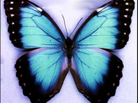 Youtube: in a gadda da vida-ironbutterfly (FULL SONG)