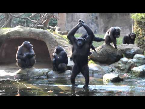 Youtube: Funny Chimps, So Human-Like