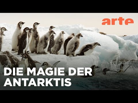 Youtube: Antarktis - Die Reise der Pinguine | Reupload | ARTE Family
