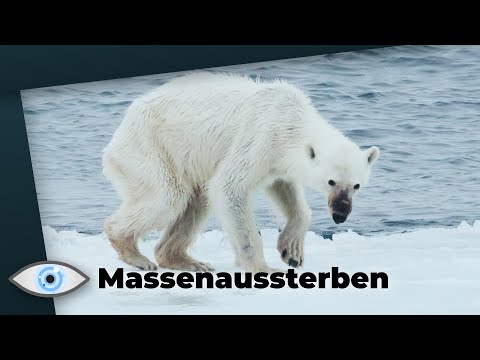 Youtube: Das große Massenaussterben hat begonnen