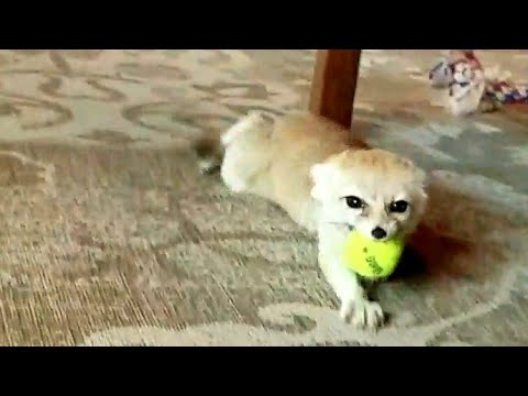 Youtube: Crazy Fennec Fox SQUEEEEAAALLL!!