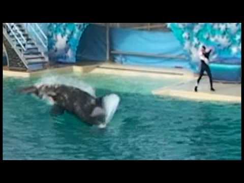 Youtube: Shamu attacks and kills Pelican during show