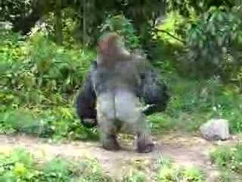 Youtube: Gorilla Turns Around and Shakes