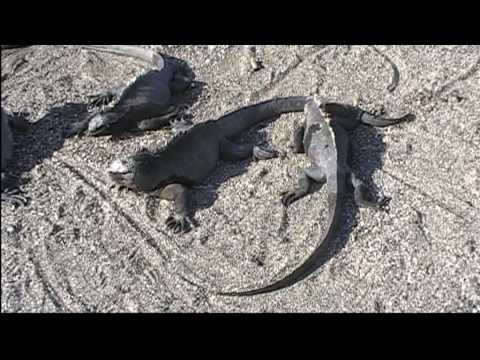 Youtube: Meerechsen auf Galapagos 5.mpg