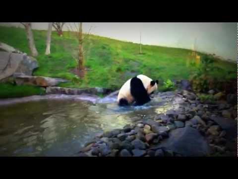 Youtube: Panda going to the swimming baths