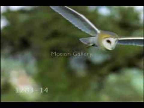 Youtube: Owl Music Video