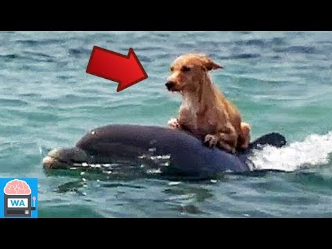 Youtube: 10 Tiere, die anderen Tieren das Leben gerettet haben!
