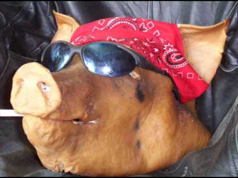 Youtube: Rebel Son - Stompin' a Hog