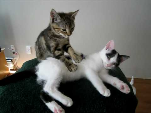 Youtube: Kitten Massage Therapy