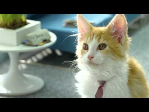 Youtube: Bouygues Telecom présente les Chatons Telecom