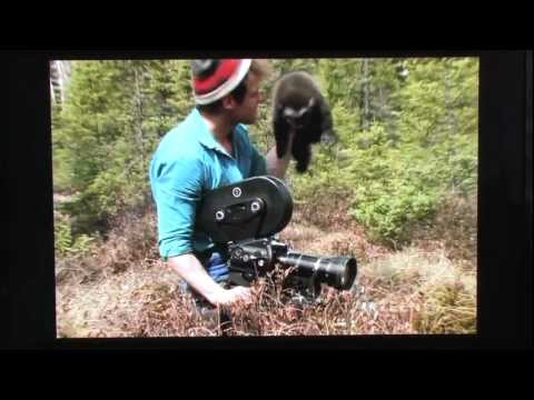 Youtube: Young Wolverines @ Steve Kroschel wildlife centre