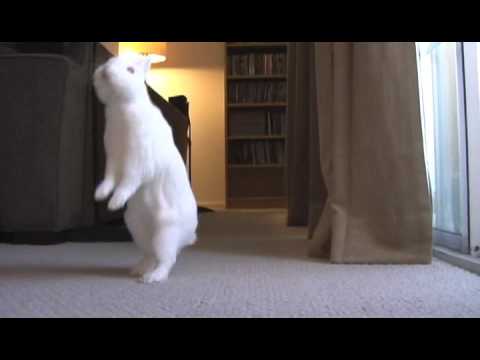 Youtube: bunny walks like person