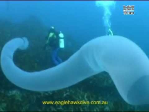 Youtube: Giant Pyrosome and Salps - pelagic sea squirts