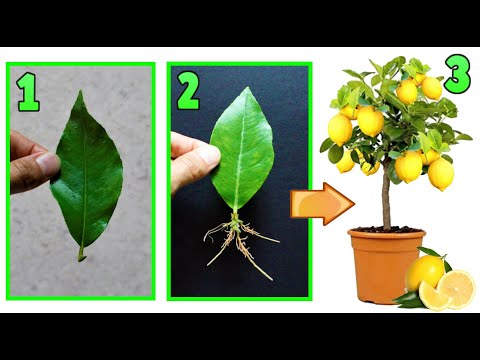 Youtube: trucco incredibile per moltiplicare un limone con una foglia , lemon tree, citron, planta limon,